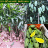 Cây giống xoài Thái xanh ăn ngọt mát dễ trồng cho quả sau 1 năm