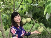 Cây Na Thái  Lan- Đặc điểm, cách trồng và địa điểm mua cây giống na thái chuẩn