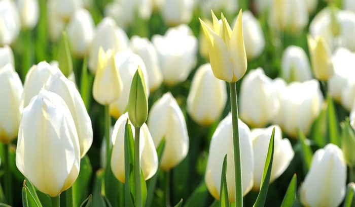 chăm sóc hoa tulip trong bồn
