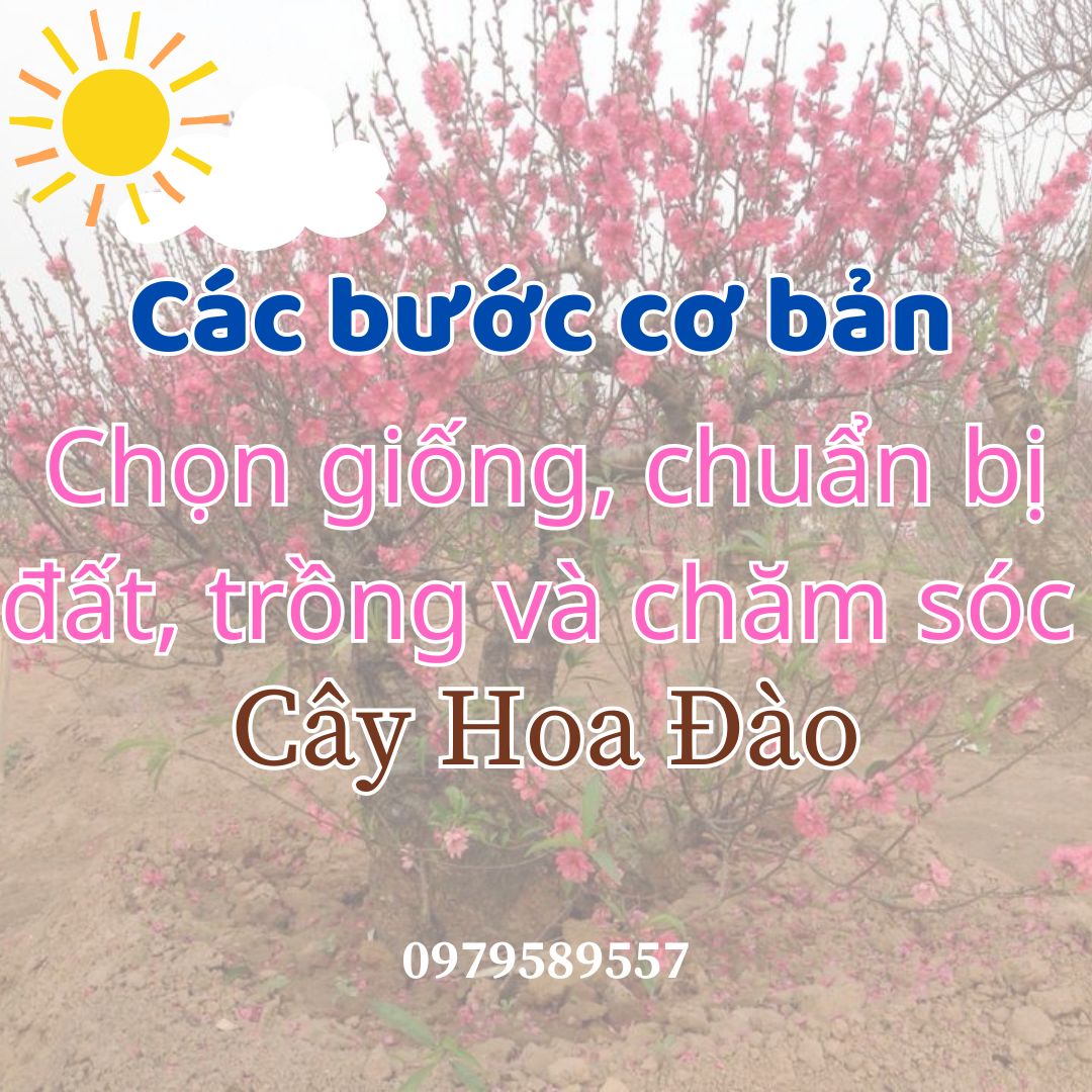 Các bước cơ bản từ chọn giống, chuẩn bị đất, đến kỹ thuật trồng và chăm sóc cây hoa đào