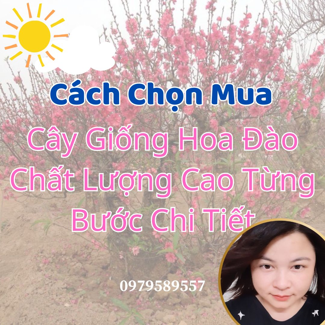 Cách Chọn Mua Cây Giống Hoa Đào Chất Lượng Cao Từng Bước Chi Tiết