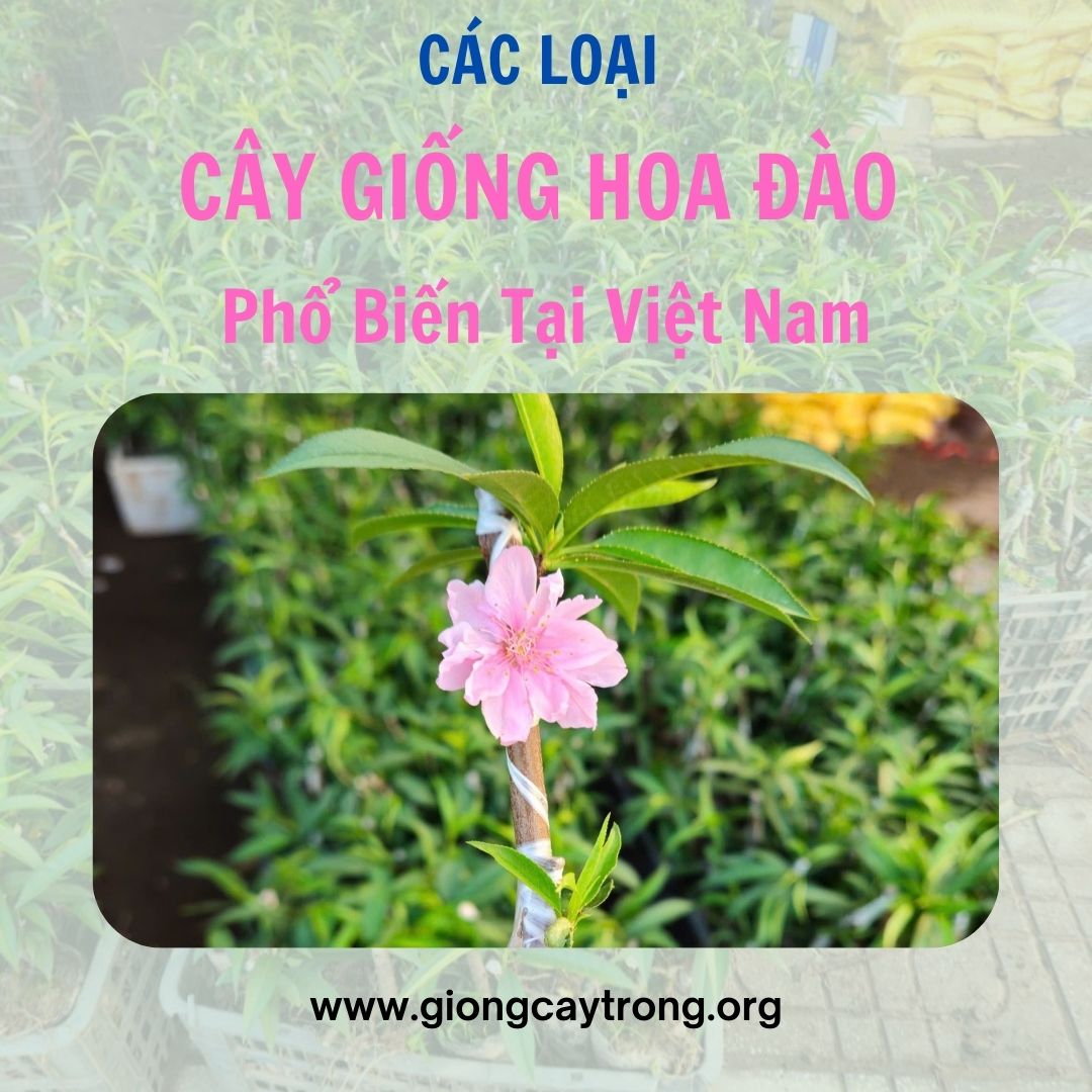 Các Loại Cây Giống Hoa Đào Phổ Biến Tại Việt Nam