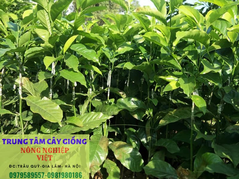 cây giống dổi ghép 2