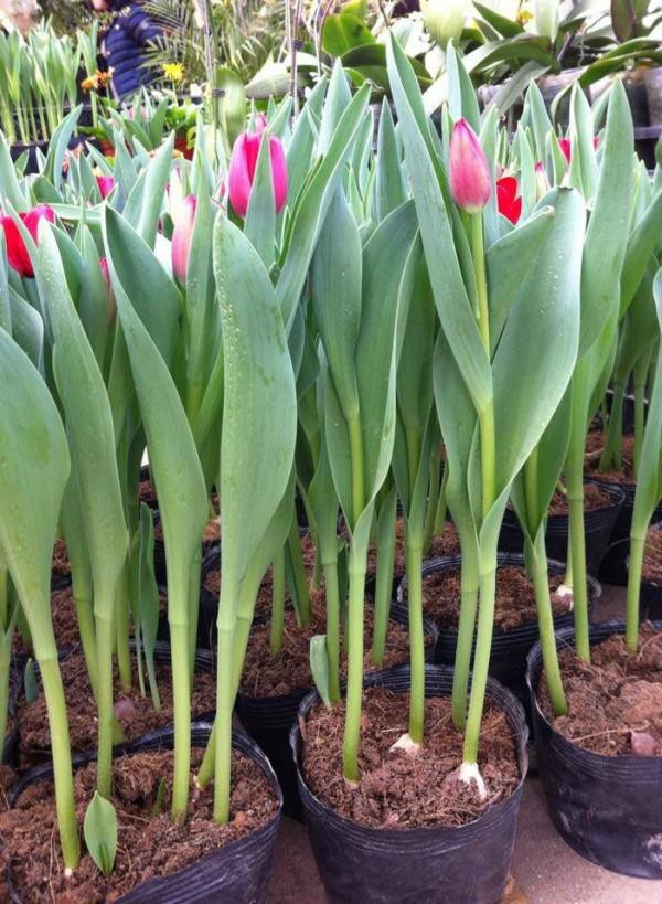 hoa tulip trồng từ củ