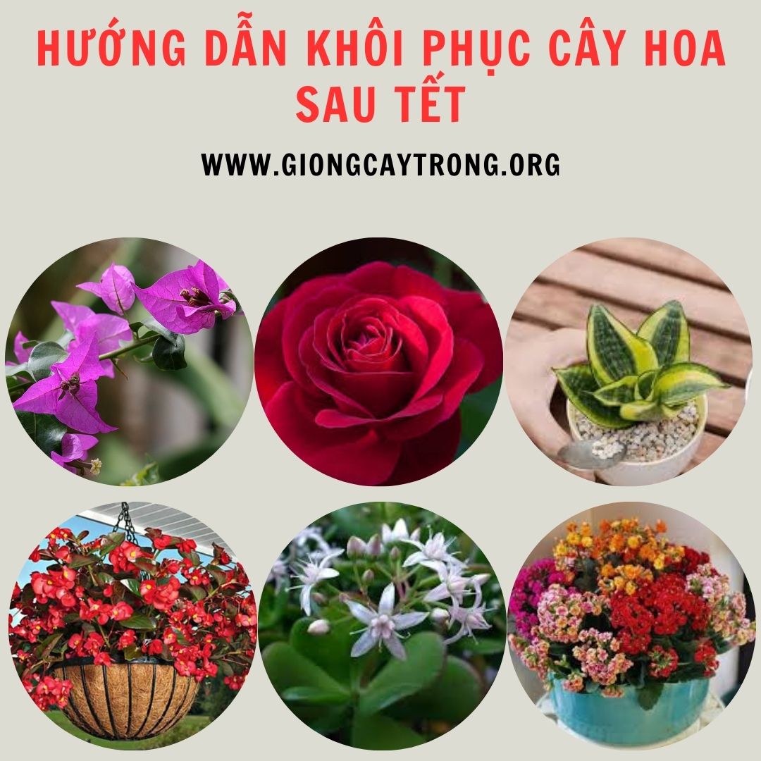 Hướng Dẫn Khôi Phục Cây Hoa Sau Tết