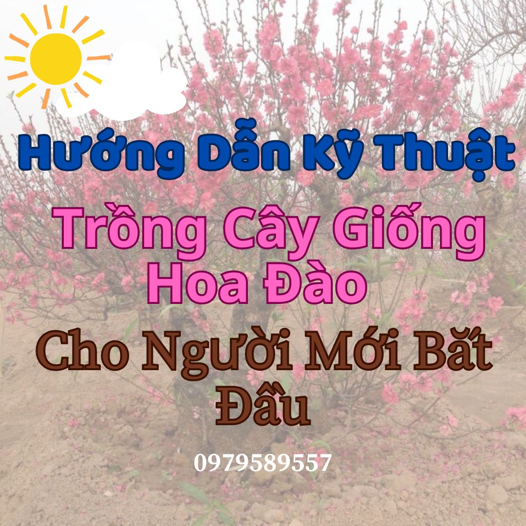 Hướng dẫn kỹ thuật trồng cây giống hoa đào cho người mới bắt đầu