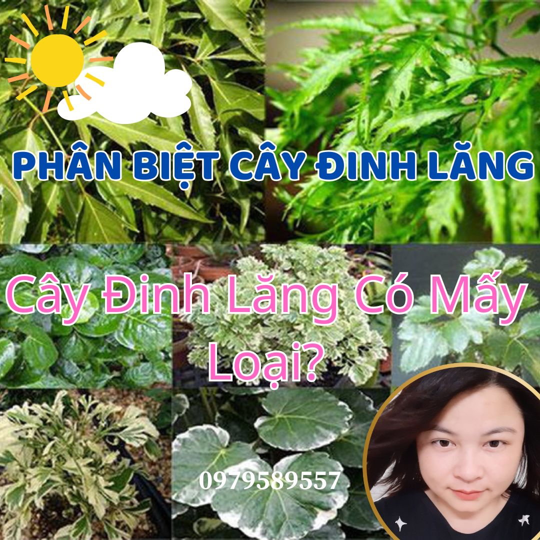 Cây Đinh Lăng Có Mấy Loại? Cách Phân Biệt Các Loại Đinh Lăng Chính Xác Nhất