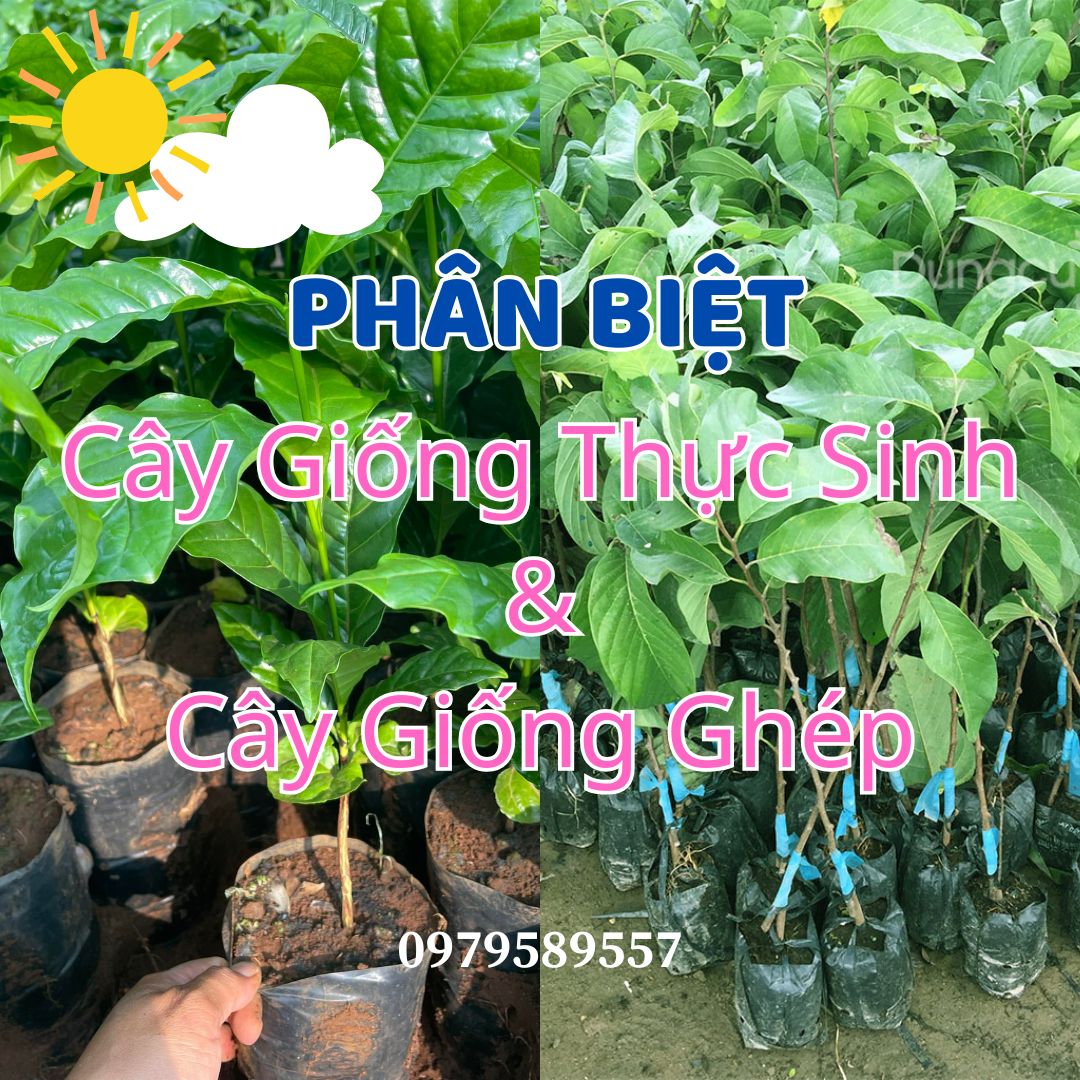 Cây Thực Sinh Là Gì Phân Biệt Với Cây Chiết Ghép