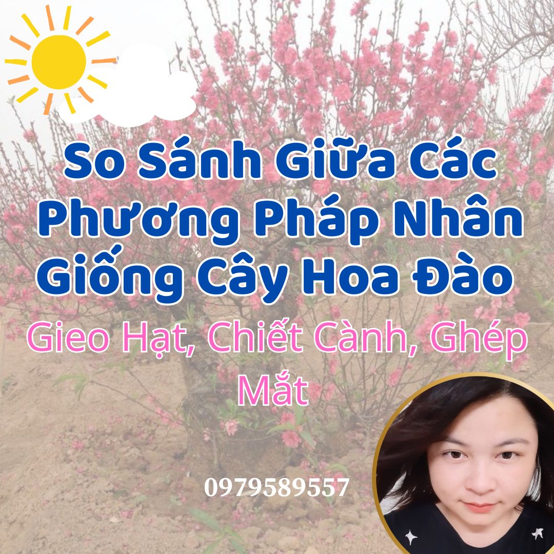 So Sánh Giữa Các Phương Pháp Nhân Giống Cây Hoa Đào: Gieo Hạt, Chiết Cành, Ghép Mắt – Lựa Chọn Đúng Cho Vườn Đào Bền Vững