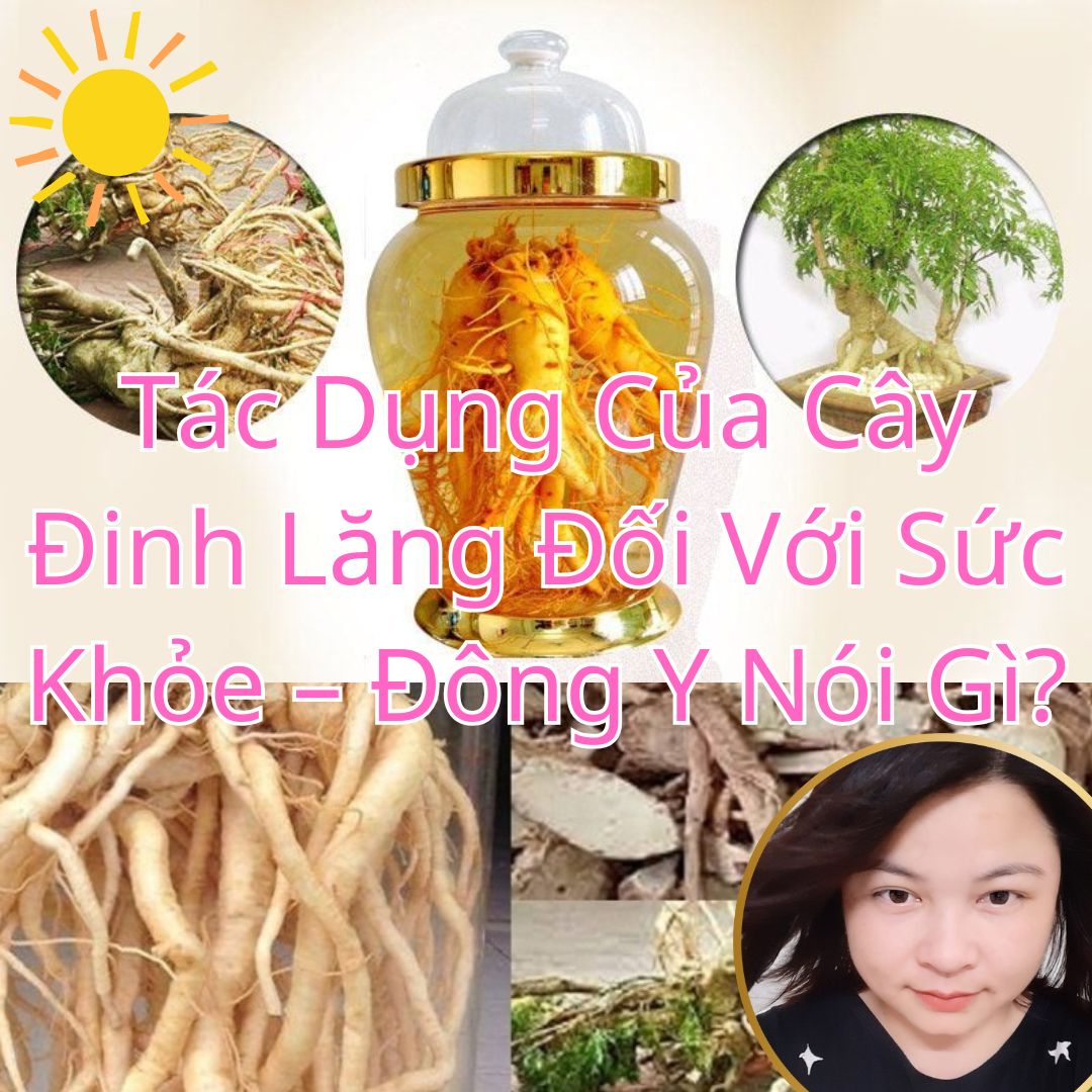 Tác Dụng Của Cây Đinh Lăng Đối Với Sức Khỏe – Đông Y Nói Gì?