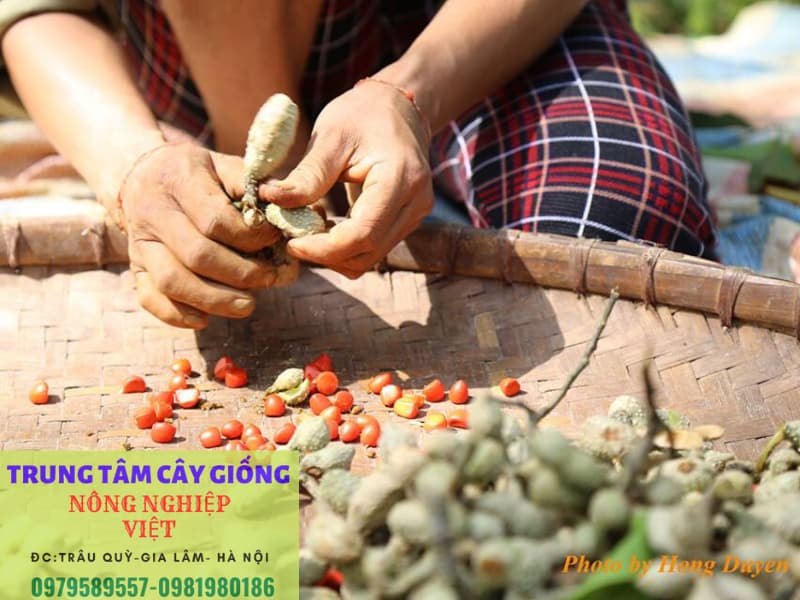 thu hoạch hạt dổi