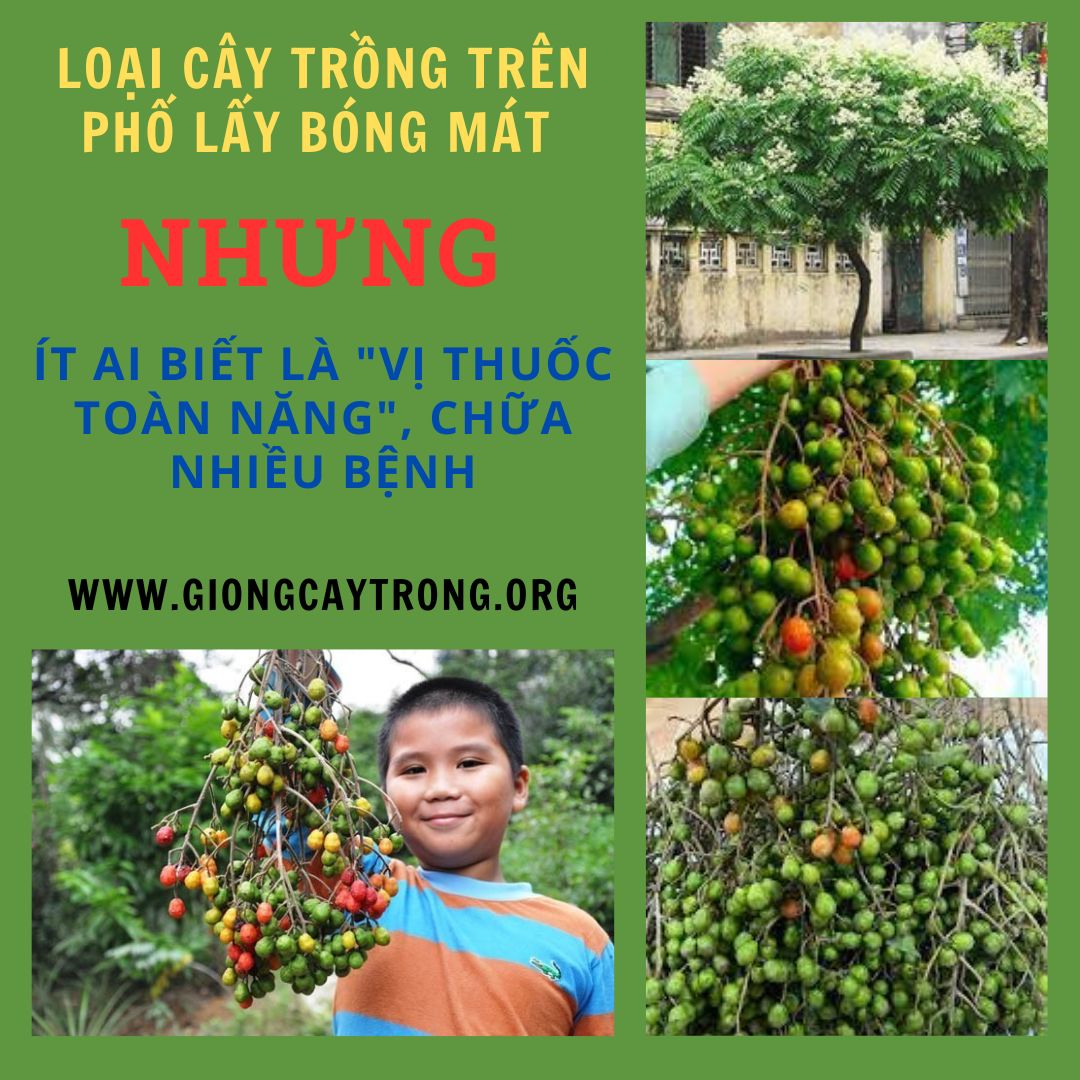 Loại cây trồng trên phố để lấy bóng mát nhưng là "vị thuốc toàn năng", chữa nhiều bệnh