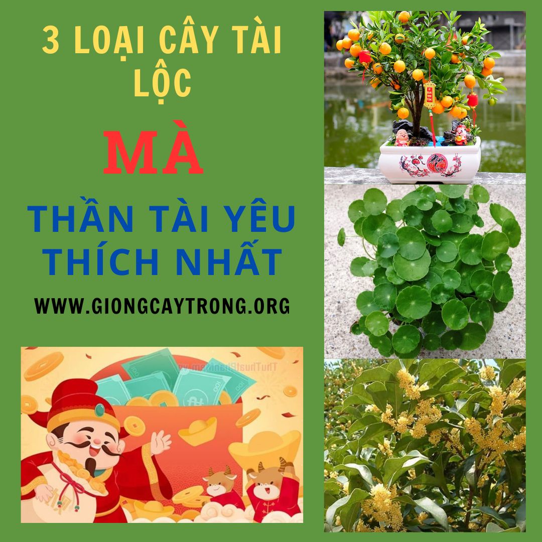 3 loại cây tài lộc mà thần tài yêu thích nhất