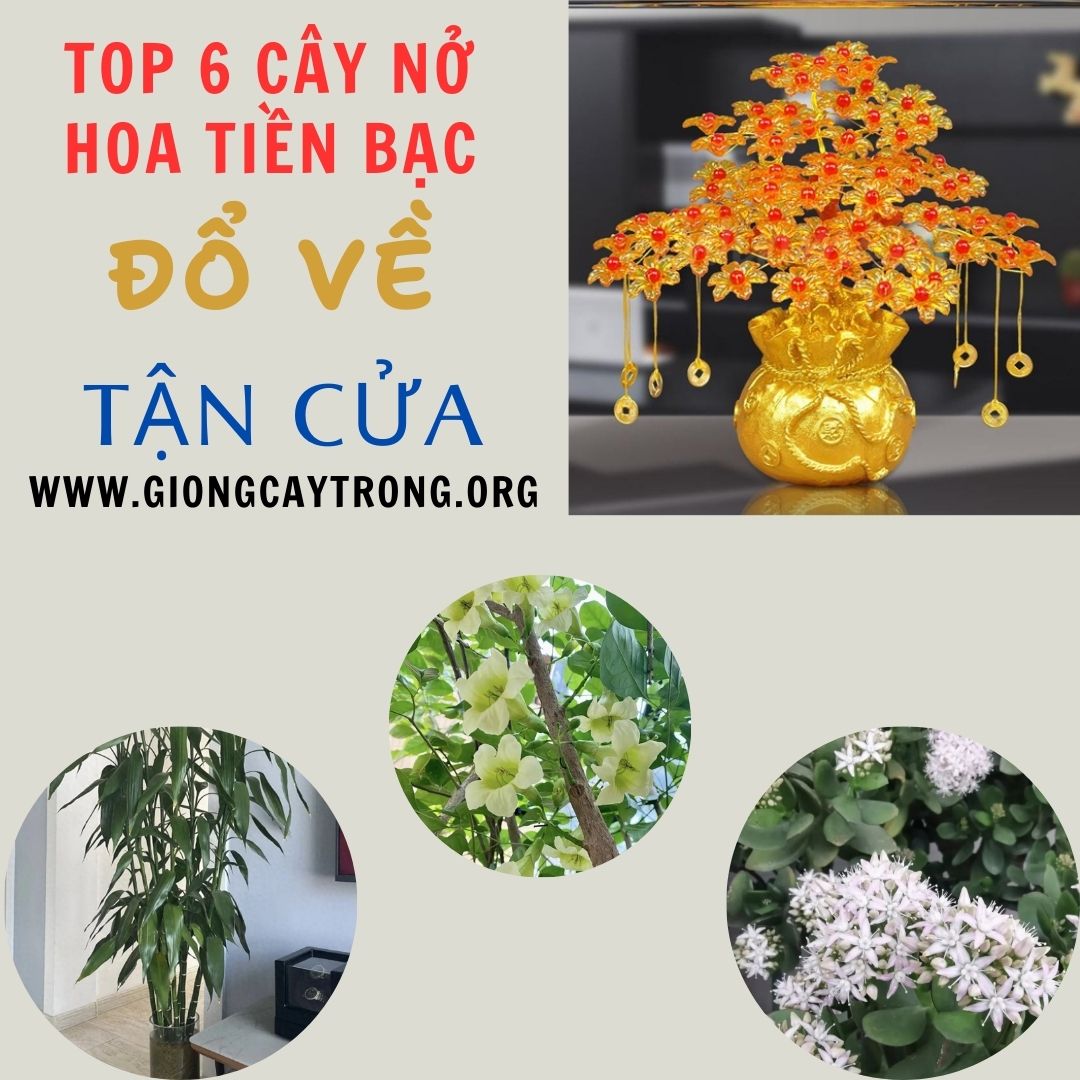 Những Loại Cây Khi Nở Hoa, Tiền Bạc Đổ Về Tận Cửa