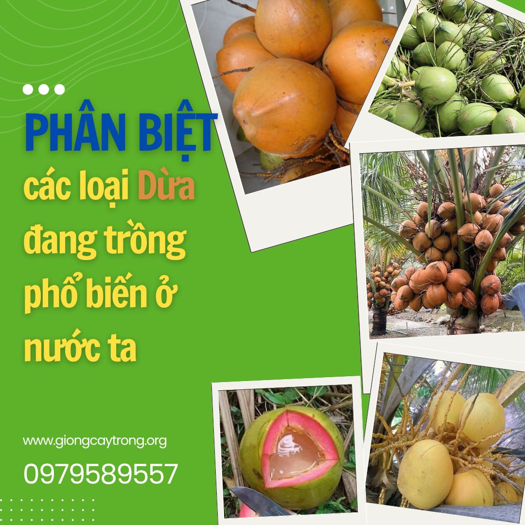 phân biệt các loại dừa đang trồng ở nước ta