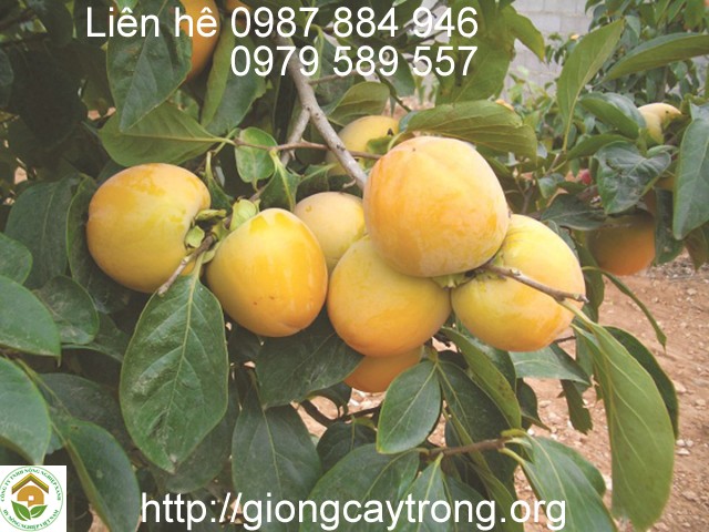 Cay Hong Nhan Hau 5