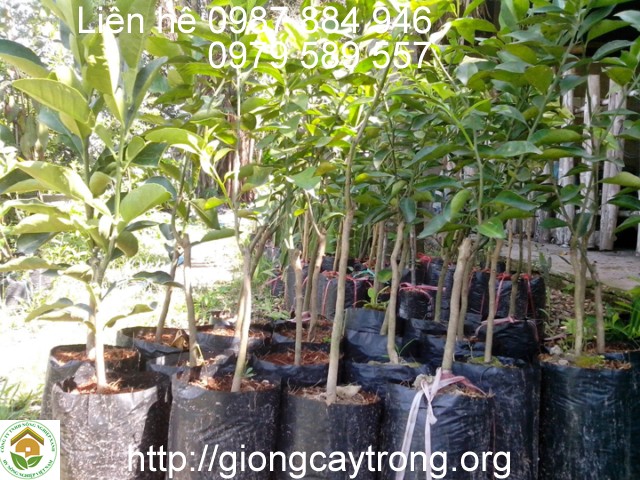 Cây giống quít Thái Lan-Hướng dẫn quy trình trồng quýt thái hiệu quả