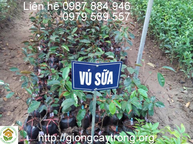 Cay Vu Sua 4