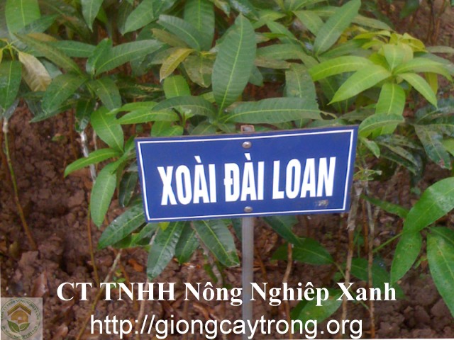 Cay Xoai Dai Loan 1