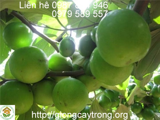 Giống táo Thái Lan- Cây giống Học viện Nông Nghiệp