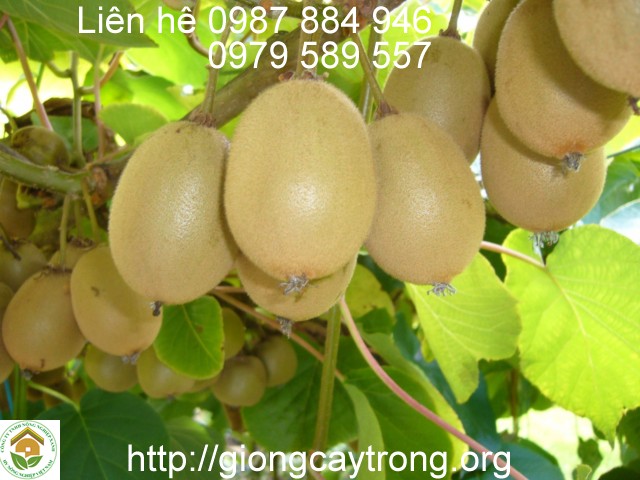 Cây Giống KiWi nhập khẩu ruột vàng ăn ngọt