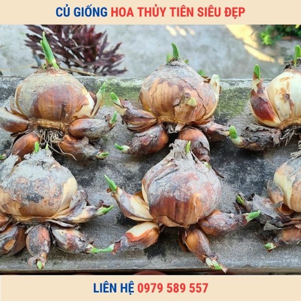 Củ giống hoa thủy tiên -Hướng dẫn trồng thủy tiên chơi tết