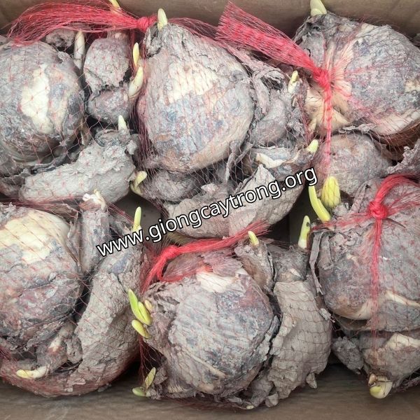 củ giống hoa thủy tiên (4)