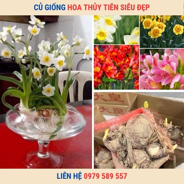 Củ giống hoa thủy tiên -Hướng dẫn trồng thủy tiên chơi tết