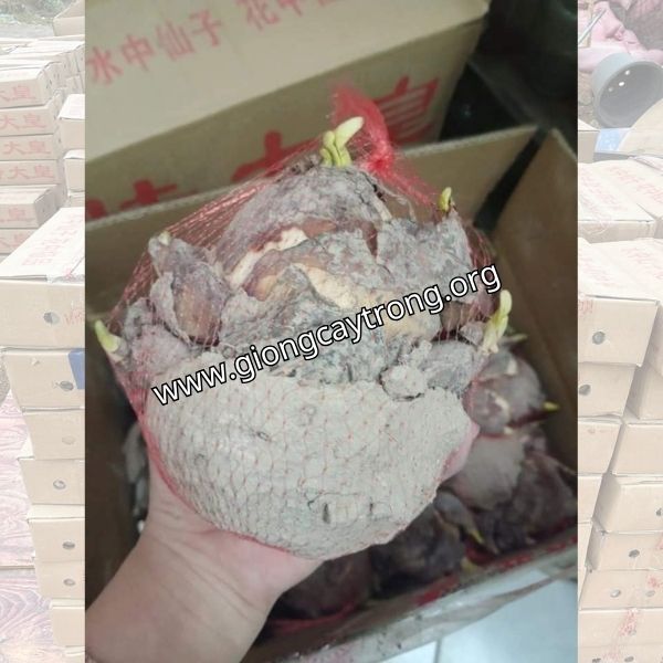 hoa thủy tiên (10)