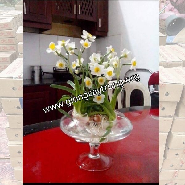 hoa thủy tiên (9)