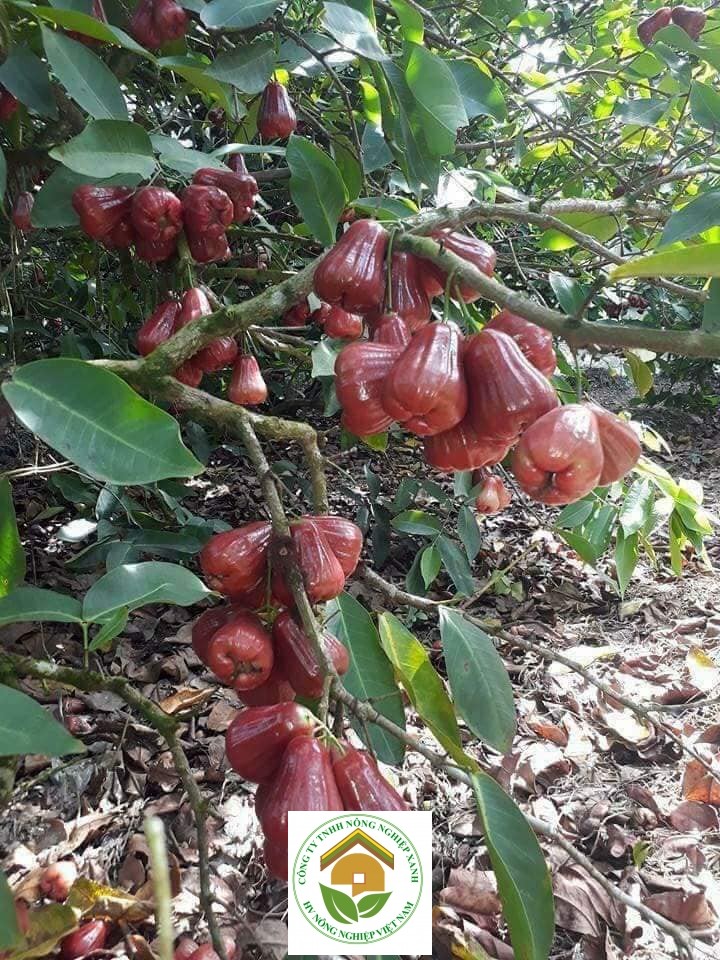 cay roi thai lan cho quả