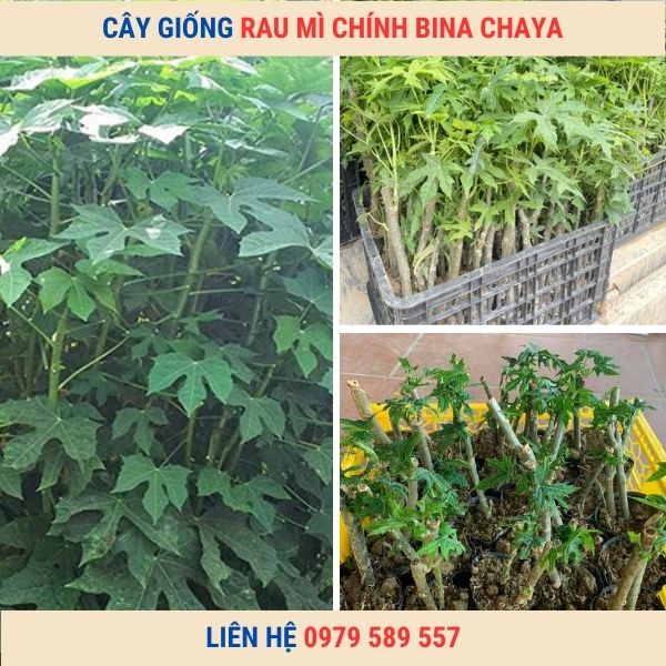 Cây Giống Rau Mì Chính Bina Chaya Đã Lên Bầu Có Mầm Xanh Tốt