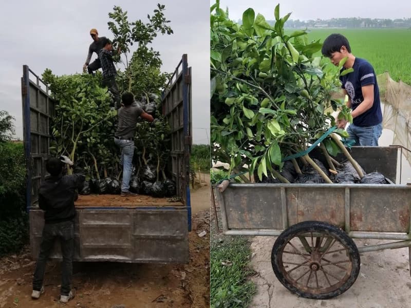 cây bưởi da xanh choai (4)