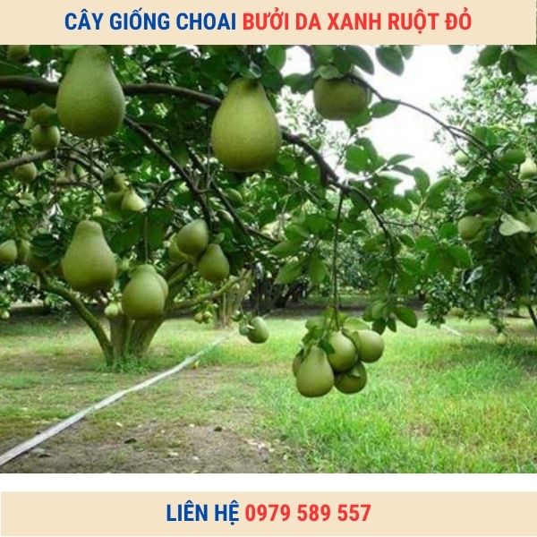 Cây giống Bưởi Da Xanh 1-2 năm