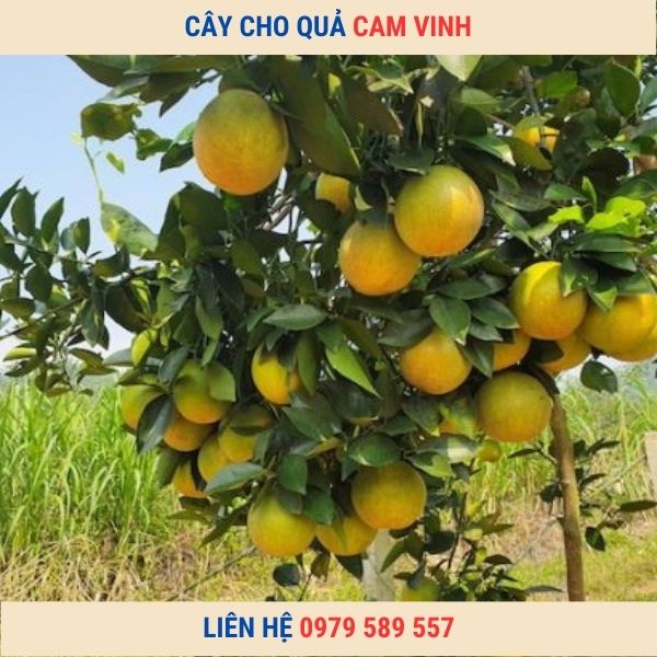 Cây giống Cam Vinh  Trưởng Thành