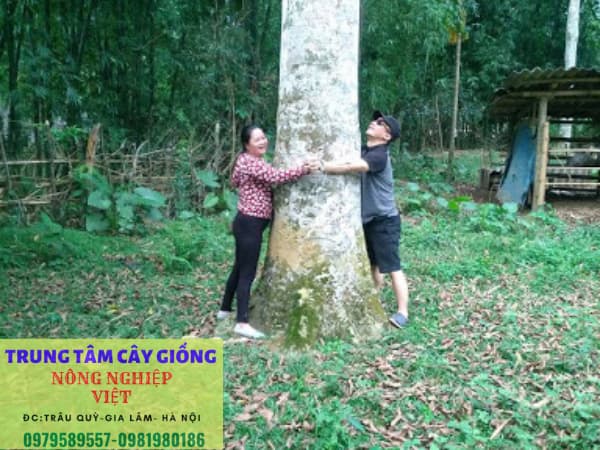 Kỹ thuật trồng Giổi xanh  Viện Khoa học Lâm nghiệp Việt Nam