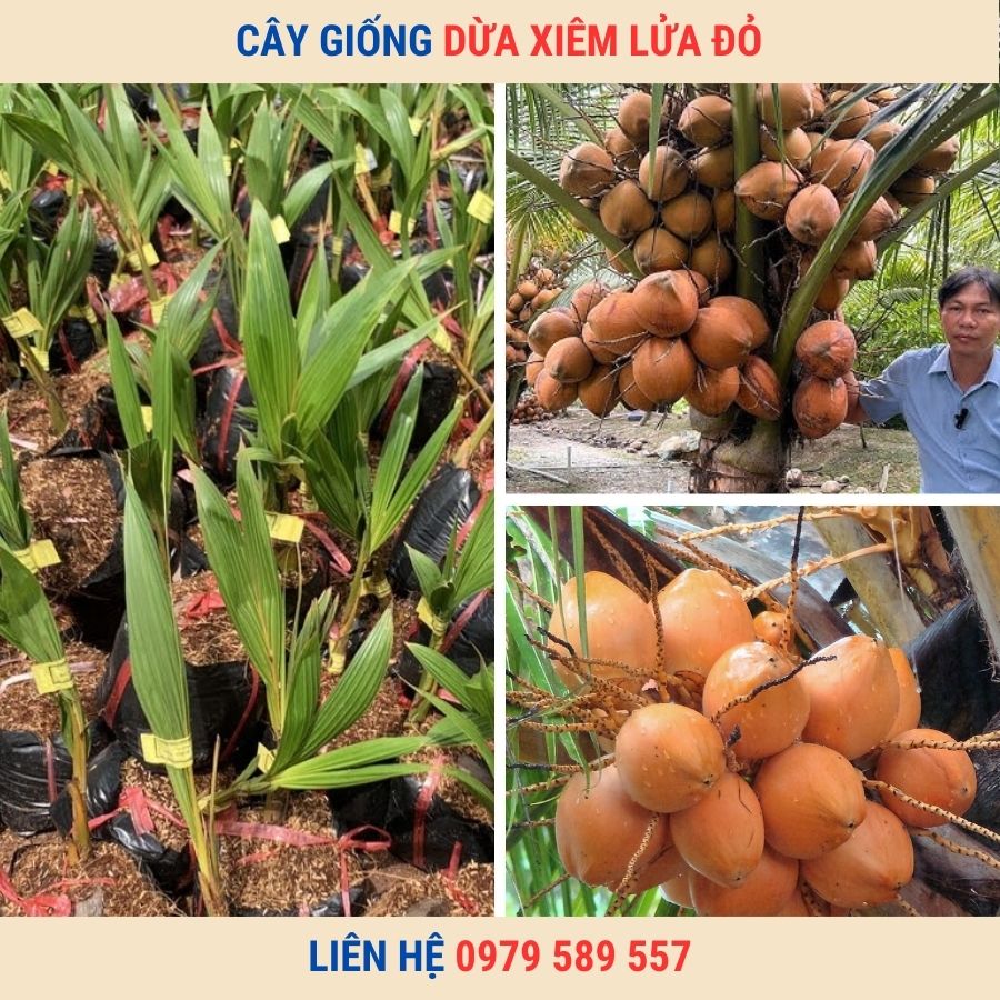 Cây Giống Dừa Xiêm Đỏ - Xiêm Lửa- Giống chuẩn F1- Dễ Trồng- Năng Suất Cao