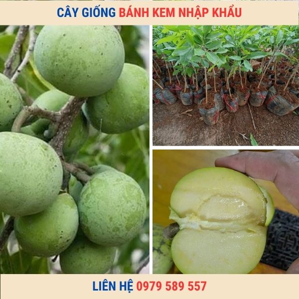 Cây giống Bánh Kem - cây nhập khẩu độc lạ đã trồng thành công ở Việt Nam