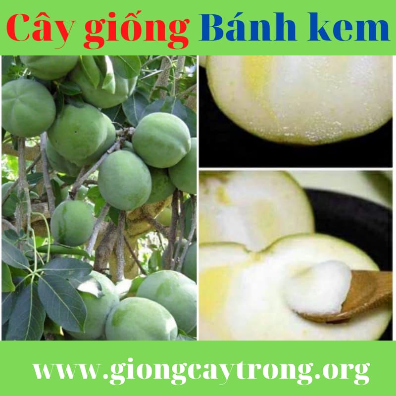 Cây giống Bánh Kem - cây nhập khẩu độc lạ đã trồng thành công ở Việt Nam
