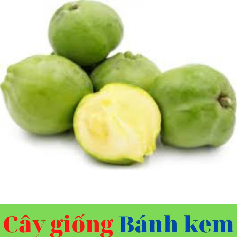 Cây giống Bánh Kem - cây nhập khẩu độc lạ đã trồng thành công ở Việt Nam