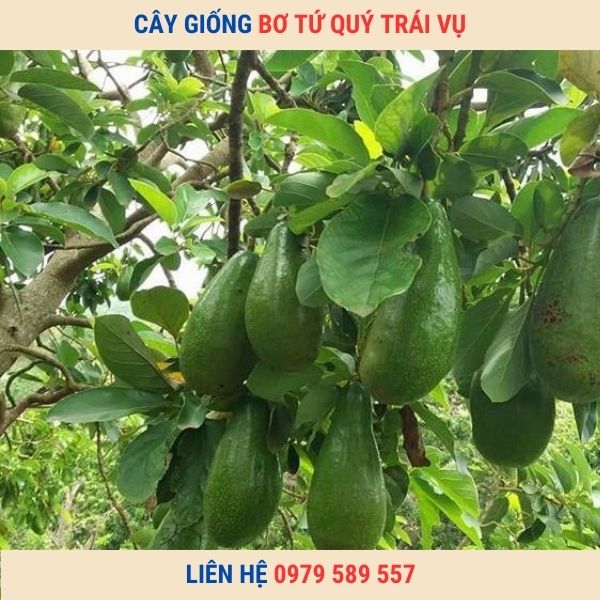 Cây Giống Bơ Tứ Quí Dễ Trồng Dễ Chăm Sóc Năng Suất Cao Chất Lượng Chuẩn