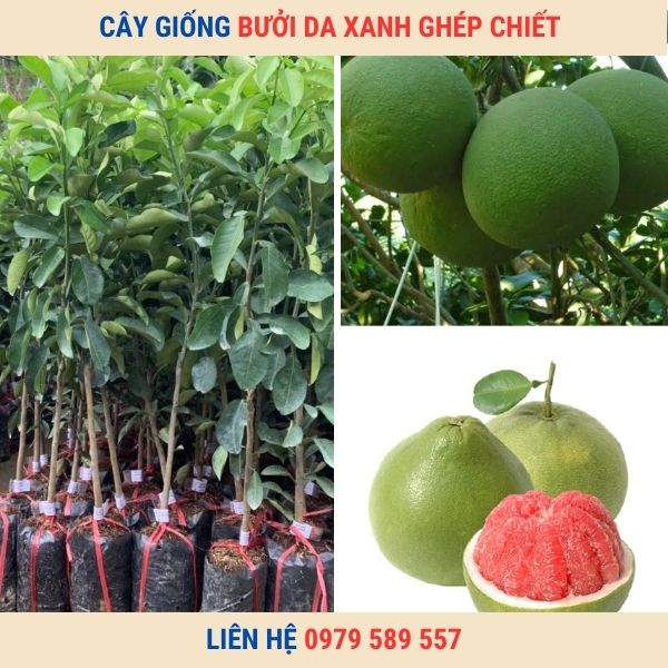 Cây giống Bưởi Da Xanh - Cây ghép, Cây chiết