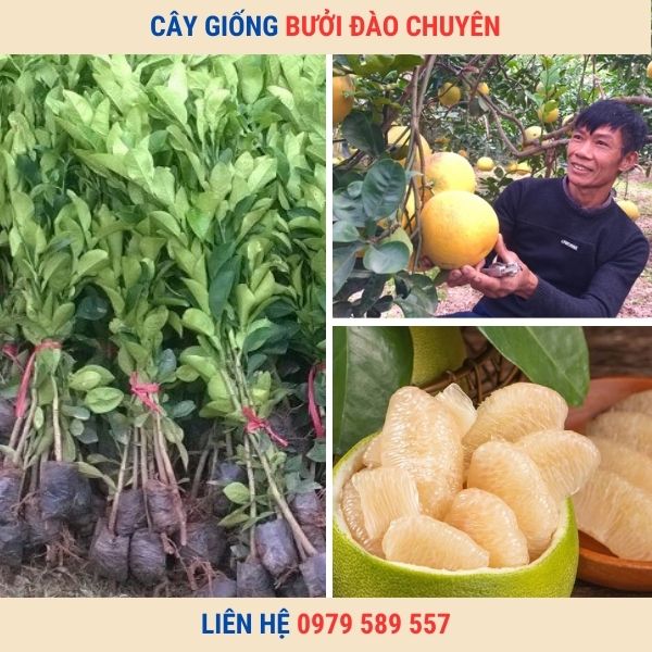 Giống Bưởi Đào Chuyên- Cách trồng bưởi Đào Chuyên hiệu quả.