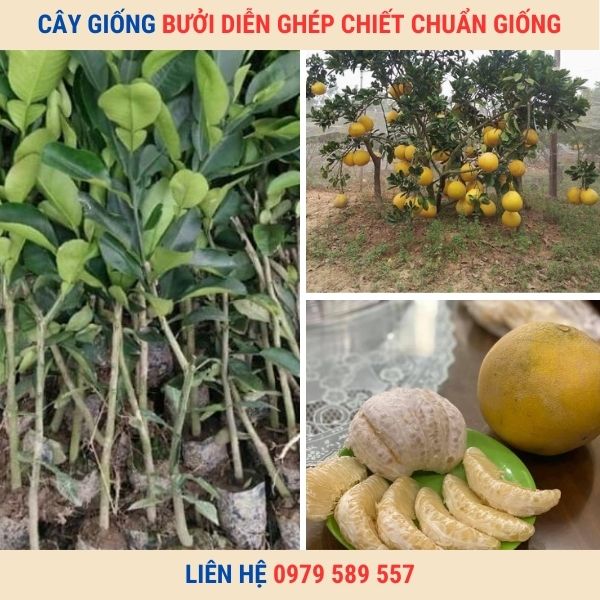 Cây Bưởi Diễn Giống Chuẩn - Dễ Trồng - Bảo Hành- Giao Hàng Toàn Quốc