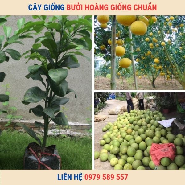 Cây Bưởi Hoàng Giống Chuẩn Nông Nghiệp Việt 0979589557