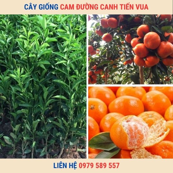 Cây giống cam Đường Canh - cam tiến vua giống chuẩn F1- Học viện Nông Nghiệp