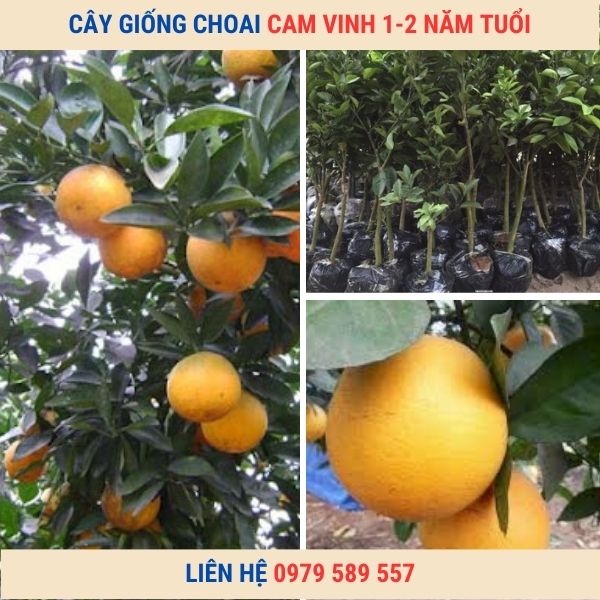 Cây cam vinh Choai - Cây từ 1-2 năm tuổi- Liên hệ:0987884946