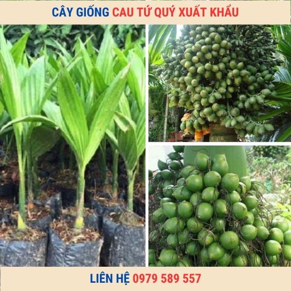 Cây giống cau tứ quý - Cách trồng và chăm sóc đúng kĩ thuật