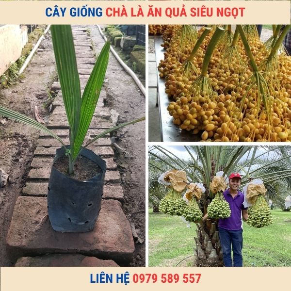 Cây giống Chà Là Ăn Quả Nhập Khẩu SIêu Quả Dễ Trồng