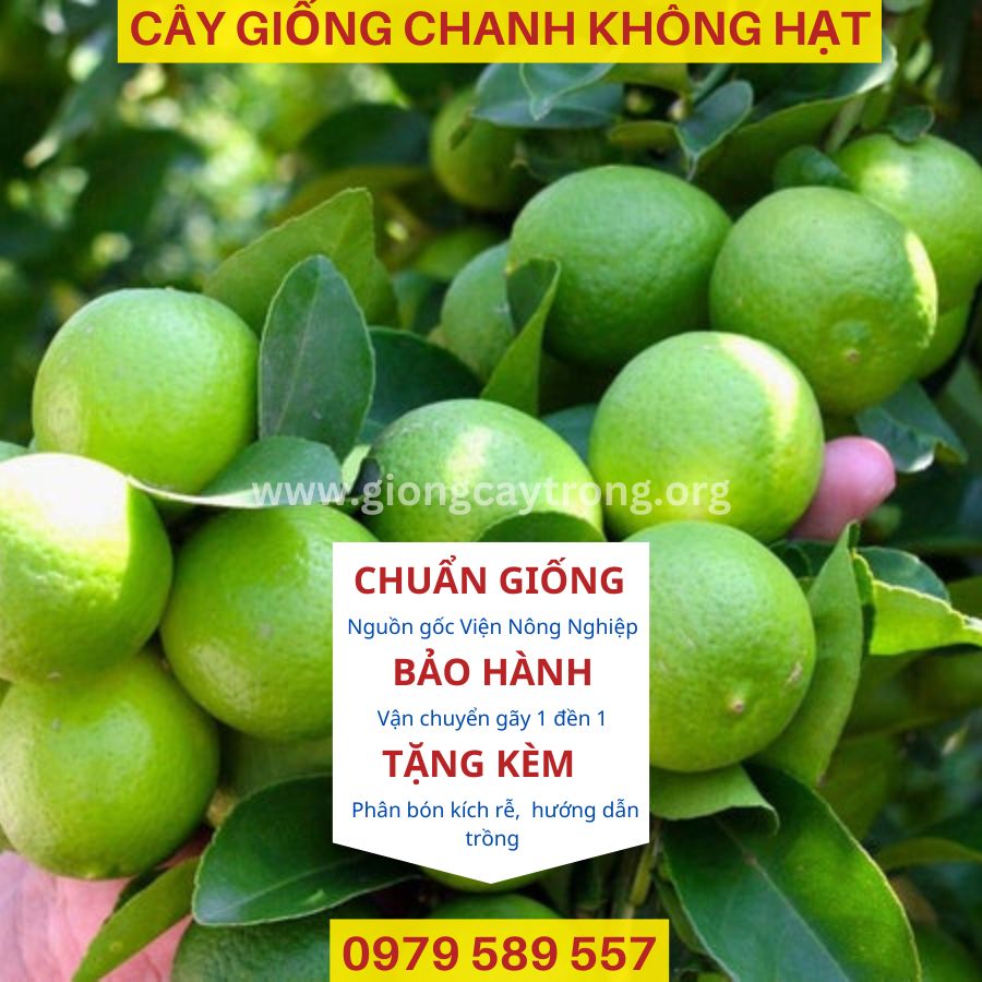 Cây Giống Chanh Không Hạt- Hướng dẫn trồng chanh không hạt xuất khẩu